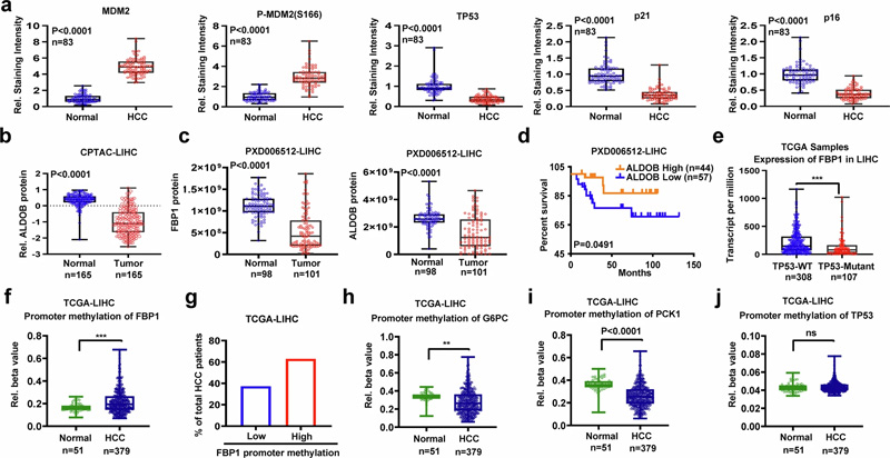 FBP1、ALDOB和TP53在人類HCC中下調