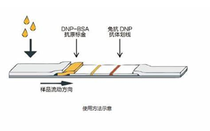 因為獨立，所以強大——優(yōu)質(zhì)的獨立C線質(zhì)控系統(tǒng)DNP抗原抗體