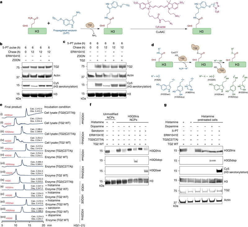 TG2是H3單胺基化的寫入、擦除和交換工具