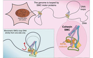 《Cell》突破性研究推翻了“DNA環(huán)形成”的舊定律