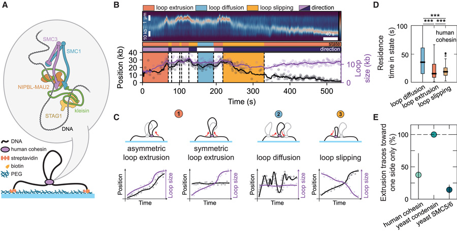 SMC介導的DNA環(huán)擠出過程中穿插著環(huán)擴散和環(huán)滑動事件