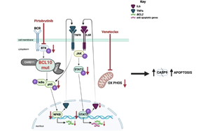 布魯頓酪氨酸激酶抑制使BCL10功能獲得突變體驅(qū)動(dòng)的多藥耐藥DLBCL腫瘤對(duì)venetoclax重新敏感
