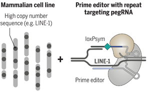 Science：科學(xué)家完成了有史以來(lái)最復(fù)雜的人類細(xì)胞系工程！