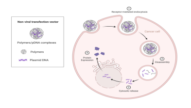 陽離子聚合物轉染原理