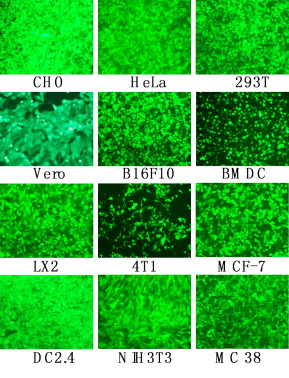 mRNA專用轉染試劑在不同細胞GFP-mRNA轉染