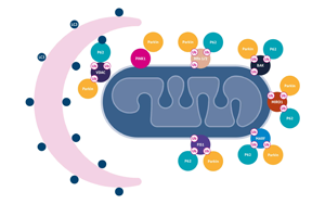 Science重要發(fā)現(xiàn)：逆轉(zhuǎn)線粒體損傷也許能讓糖尿病患者恢復(fù)控糖能力！