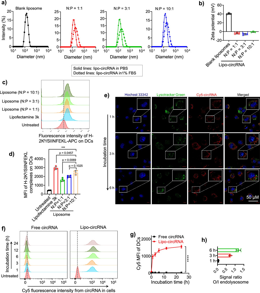脂質(zhì)體促進(jìn)DCs中環(huán)狀RNA的遞送和抗原呈遞。