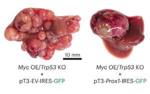 《Nature Genetics》PROX1積極抑制細胞命運可塑性，保護肝細胞身份，防止肝腫瘤發(fā)生
