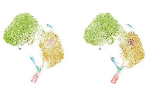 科學(xué)家發(fā)現(xiàn)了一種新的癌癥免疫治療靶點：功能失調(diào)的B細胞