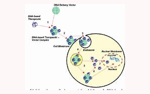 PNAS：細胞間mRNA轉(zhuǎn)移改變?nèi)祟惗嗄芨杉毎麪顟B(tài)