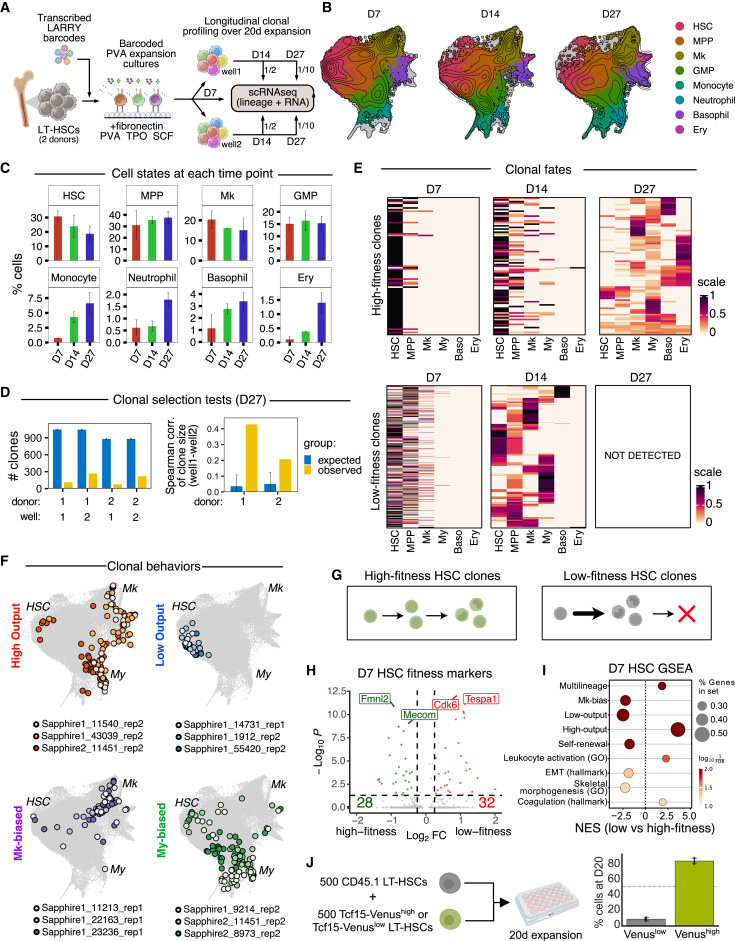 體外造血干細胞擴增培養(yǎng)中的狀態(tài)-命運分析