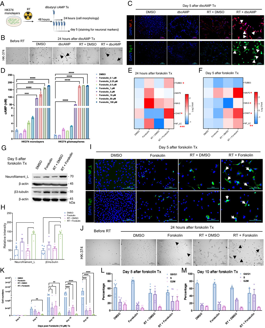 dbcAMP或福斯可林誘導神經(jīng)元標記物