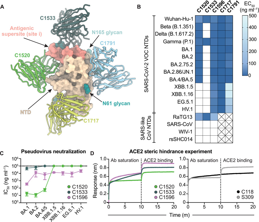 C1596 是一種 NTD 特異性單克隆抗體,對 SARS-CoV-2 Omicron 變異株表現(xiàn)出廣泛的結(jié)合和中和潛力 C1596 是一種 NTD 特異性單克隆抗體,對 SARS-CoV-2 Omicron 變異株表現(xiàn)出廣泛的結(jié)合和中和潛力