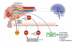 《Nature》斯坦福大學發(fā)現(xiàn)天然減肥分子，抑制食欲有望替代“Ozempic”且無副作用
