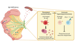 Science子刊：腸道菌群、免疫球蛋白A與疫苗效力的關系