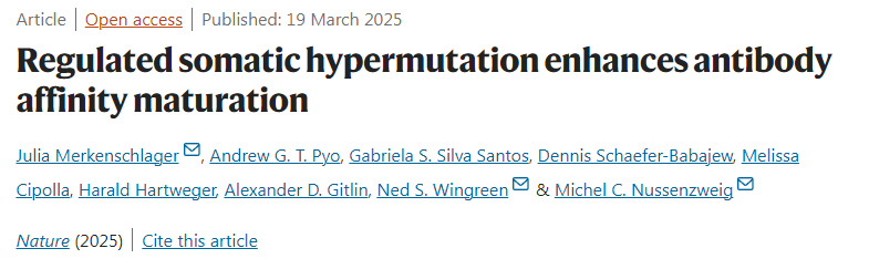 受調控的體細胞高頻突變促進抗體親和力成熟