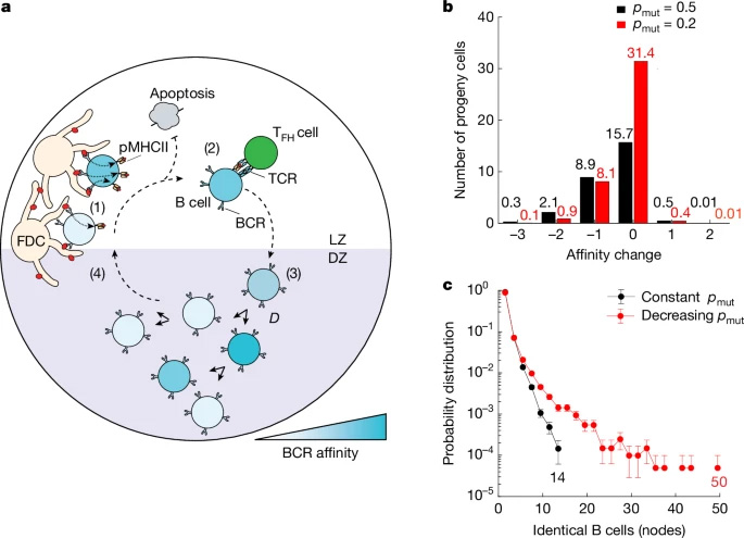 基于主體的GC反應模型