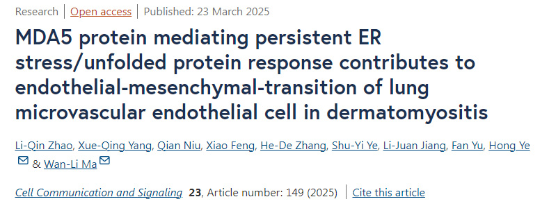 MDA5蛋白介導(dǎo)的持續(xù)性內(nèi)質(zhì)網(wǎng)應(yīng)激/未折疊蛋白反應(yīng)促進(jìn)皮肌炎中肺微血管內(nèi)皮細(xì)胞的內(nèi)皮-間質(zhì)轉(zhuǎn)化