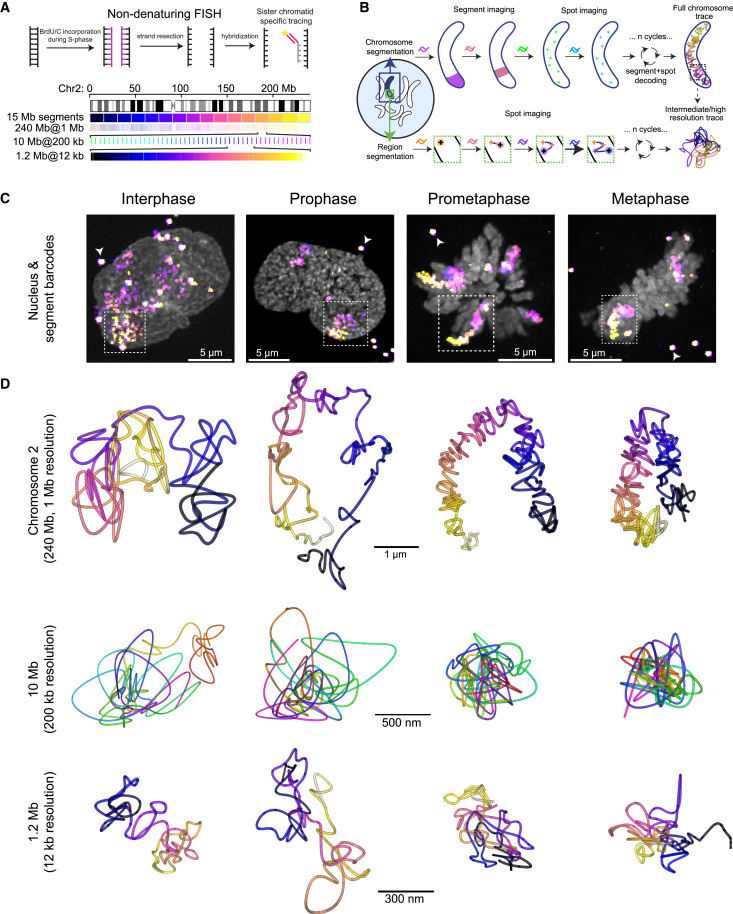 從間期到中期的多尺度DNA追蹤