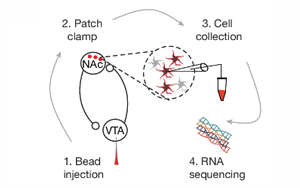 《Nature》肥胖背后的神經(jīng)機制與恢復進食愉悅的關鍵分子靶點