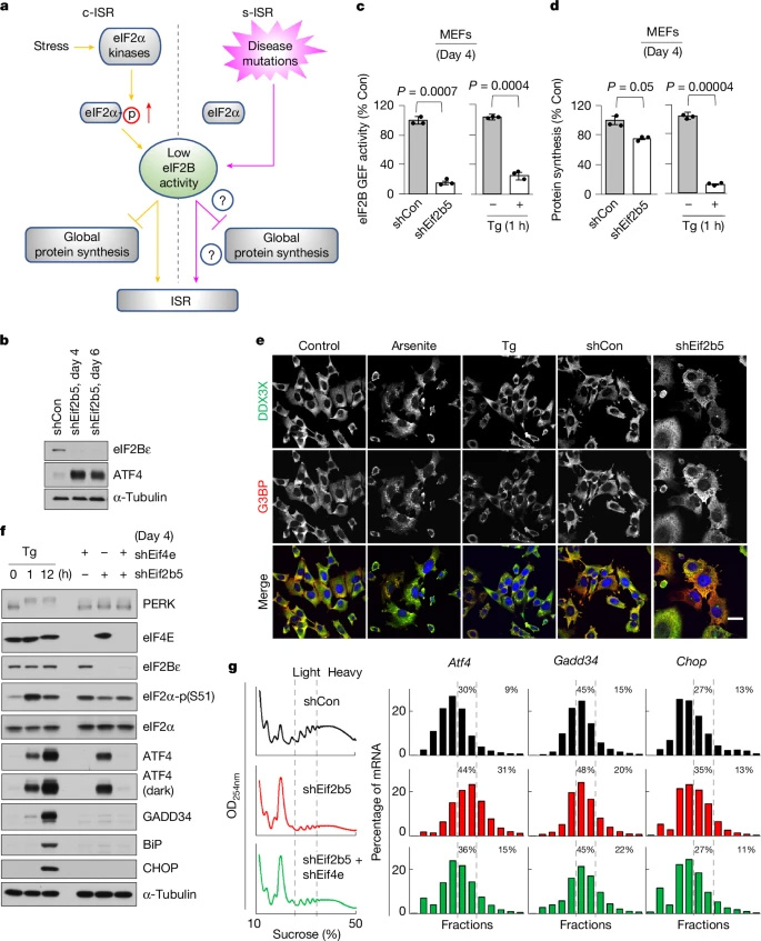 eIF2B活性降低誘導s-ISR