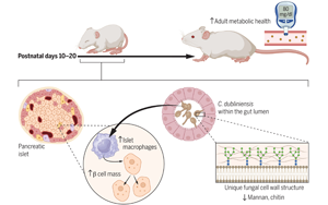 Science：嬰兒時期接觸抗生素可能會增加患1型糖尿病的風險