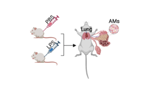 天冬酰胺轉(zhuǎn)運(yùn)體通過組蛋白磷酸化調(diào)控巨噬細(xì)胞炎癥：炎癥性疾病治療新靶點(diǎn)