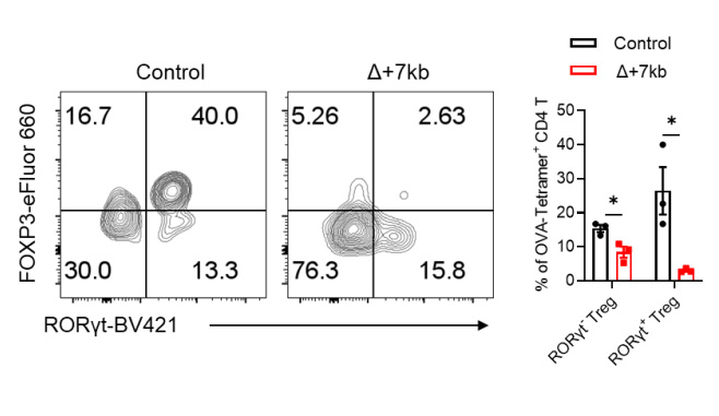 OVA處理的對(duì)照組和Δ+7kb小鼠的SILP中內(nèi)源性O(shè)VA特異性pTreg OVA處理的對(duì)照組和Δ+7kb小鼠的SILP中內(nèi)源性O(shè)VA特異性pTreg