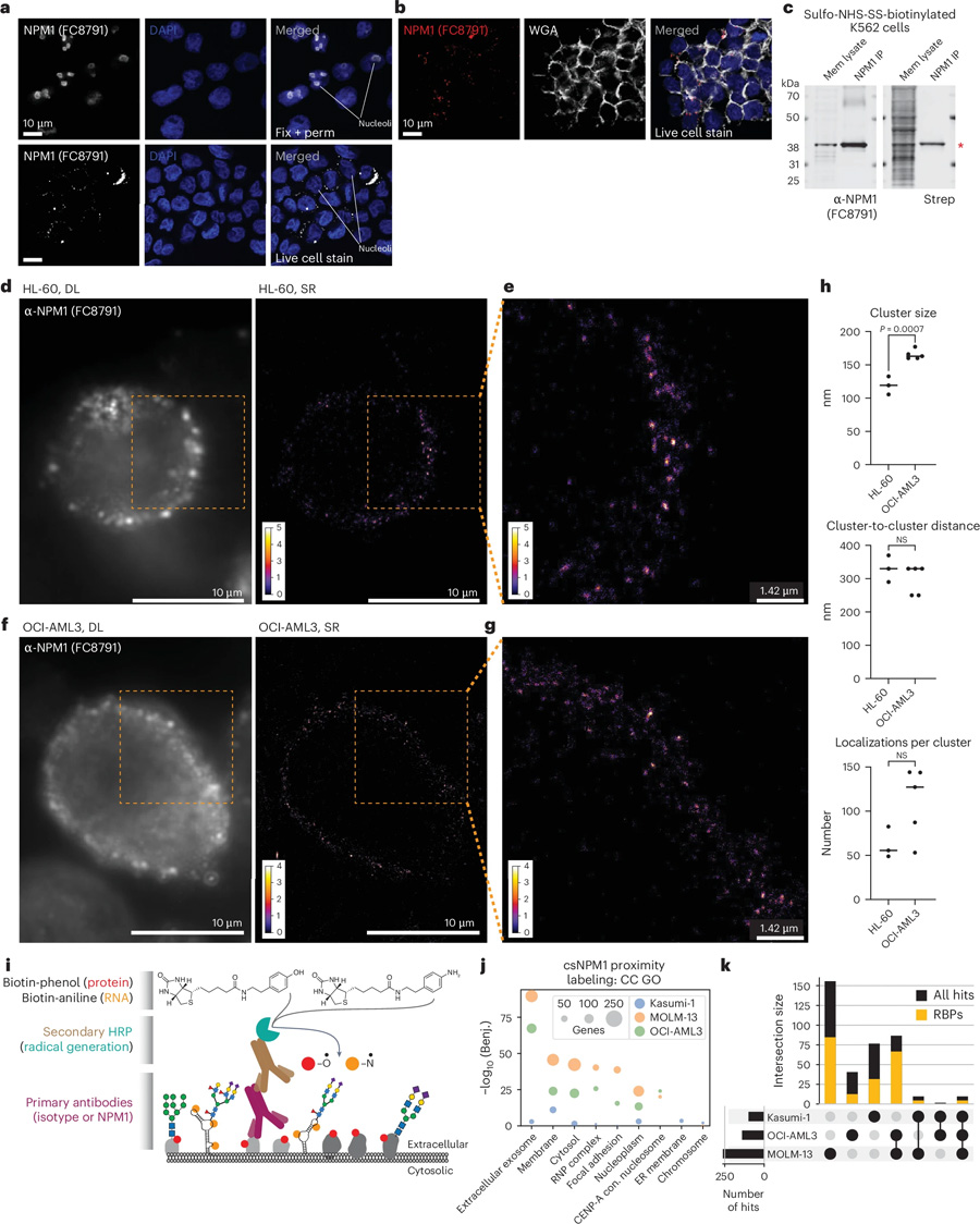 全長NPM1與其他RNA結(jié)合蛋白在細(xì)胞表面形成納米簇 全長NPM1與其他RNA結(jié)合蛋白在細(xì)胞表面形成納米簇