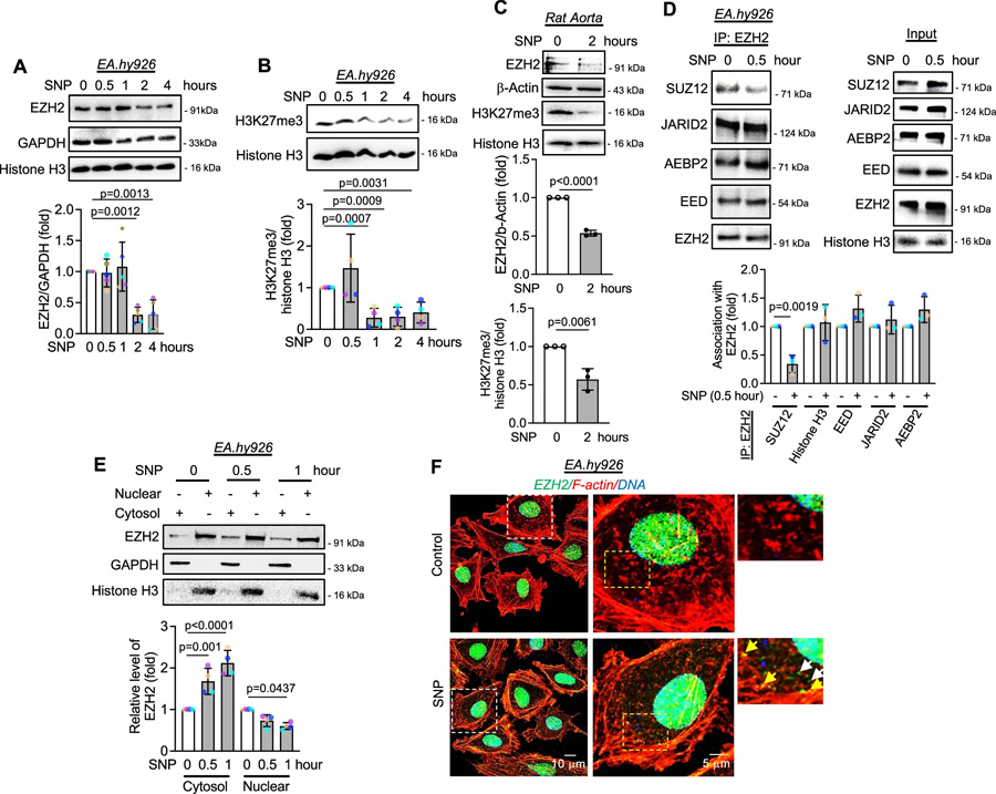一氧化氮通過誘導(dǎo)SUZ12解離，引發(fā)EZH2蛋白的胞質(zhì)定位與降解，并伴隨H3K27me3水平的早期下降