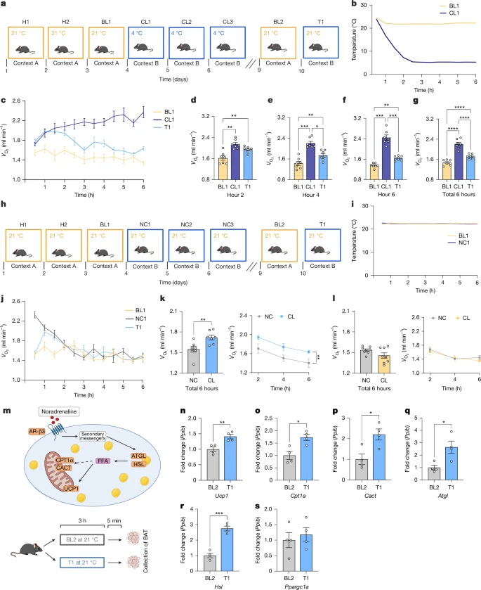 情境性寒冷記憶增強代謝率及產(chǎn)熱基因表達 情境性寒冷記憶增強代謝率及產(chǎn)熱基因表達