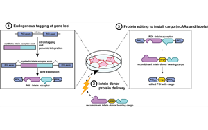 活細(xì)胞內(nèi)蛋白質(zhì)編輯：內(nèi)源性蛋白非經(jīng)典殘基整合新途徑