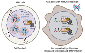 《Cell》mRNA化學(xué)修飾在細(xì)胞應(yīng)激反應(yīng)中起重要作用？