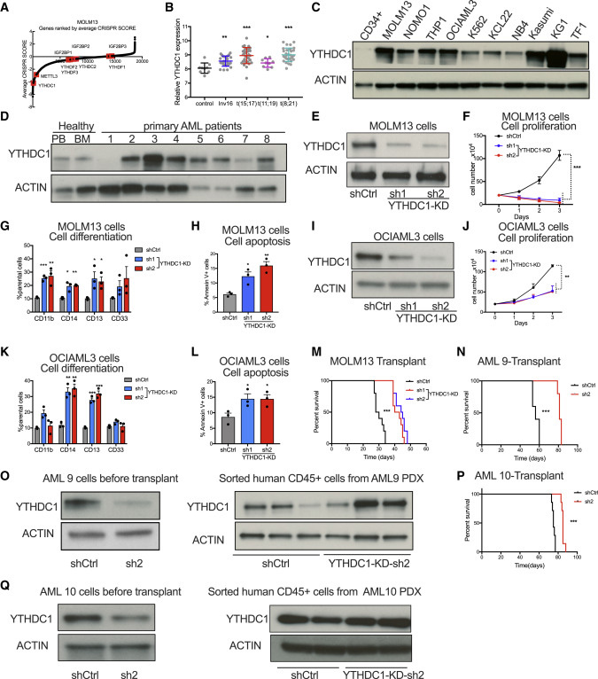 YTHDC1是白血病細(xì)胞存活所必需的 YTHDC1是白血病細(xì)胞存活所必需的