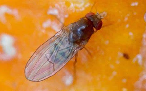 打破經(jīng)典教科書：首次發(fā)現(xiàn)對兩性都 “作弊” 的染色體！