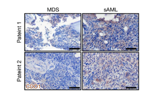 Nature：?；撬崮芡苿影籽“┘?xì)胞生長！