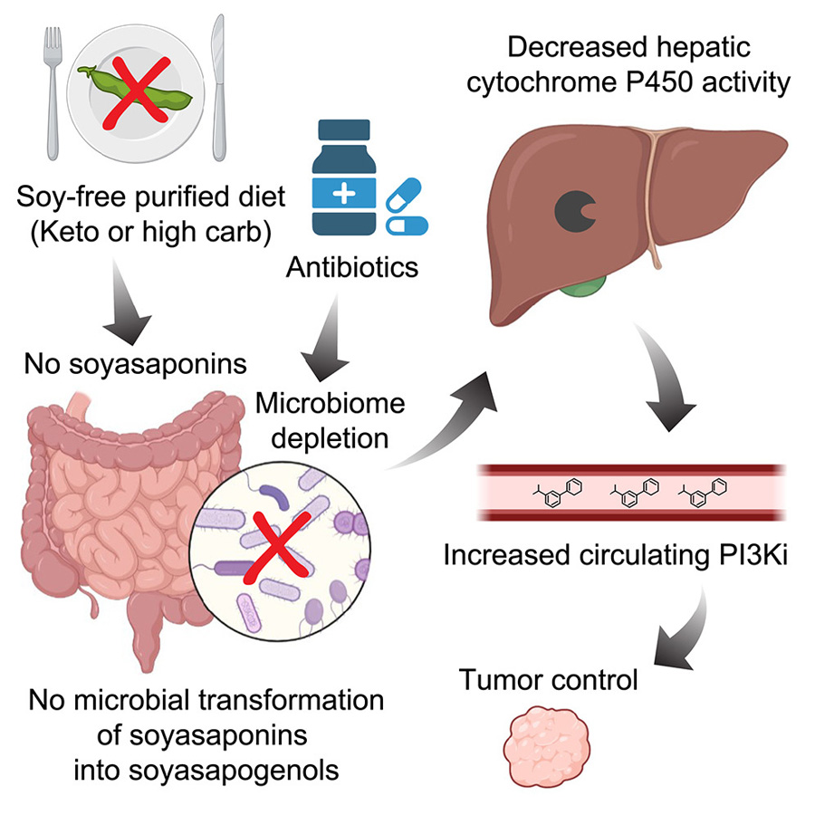  高碳水化合物、低植物化學(xué)物質(zhì)飲食與PI3K抑制協(xié)同治療小鼠癌癥，通過削減腸道微生物組的抗生素同樣具有此效果