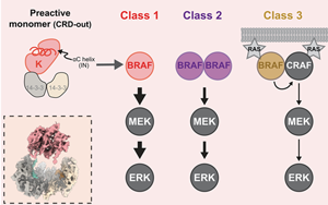 BRAF致癌突變通過(guò)αC螺旋位移解除自抑制的共通機(jī)制解析