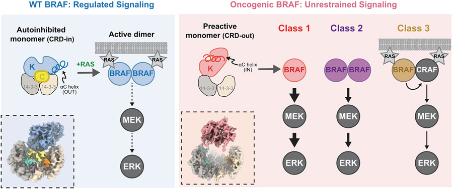  通過冷凍電鏡（Cryo-EM）對致癌性BRAF變體（紅色陰影標注）與野生型BRAF（藍色陰影標注）進行結構分析，揭示了其活性失控的分子機制