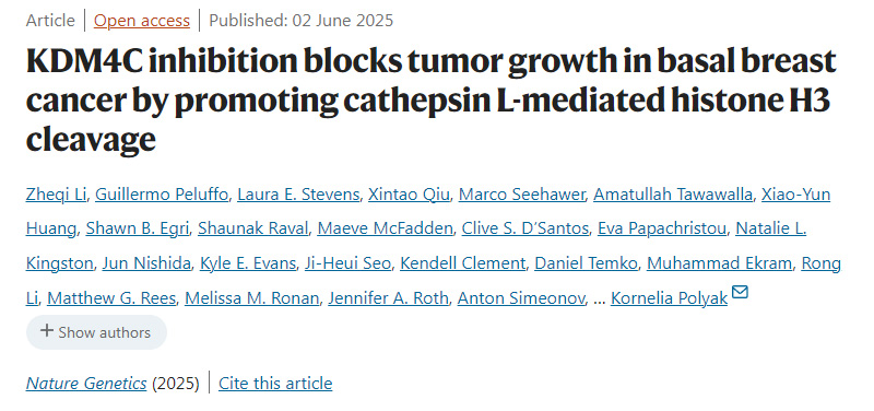 抑制 KDM4C 可通過(guò)促進(jìn)組織蛋白酶 L 介導(dǎo)的組蛋白 H3 剪切來(lái)阻斷基底型乳腺癌的腫瘤生長(zhǎng)。