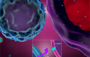 雙靶點CAR-T細胞療法可減緩膠質(zhì)母細胞瘤生長