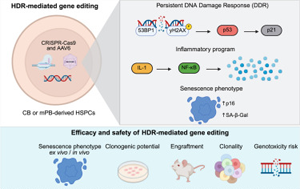 《Cell Reports Medicine》驚！基因編輯會觸發(fā)造血干細胞的炎癥、衰老樣反應(yīng)