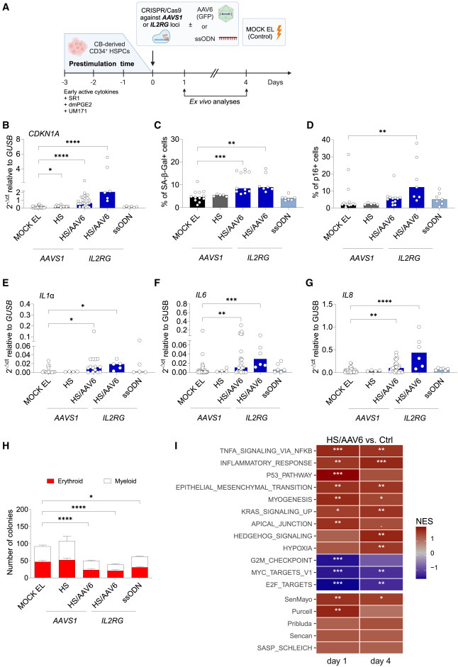  CRISPR-Cas9/AAV6介導(dǎo)的人類造血干細胞和祖細胞（HSPCs）基因編輯會觸發(fā)細胞衰老與炎癥反應(yīng)通路激活
