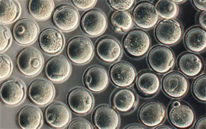 驅動重組蛋白、疫苗與CGT生產(chǎn)的無血清/低血清培養(yǎng)基