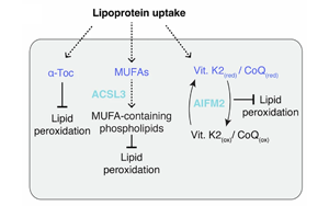 硫酸化糖胺聚糖介導(dǎo)的脂蛋白攝?。耗[瘤抵抗鐵死亡的關(guān)鍵機制