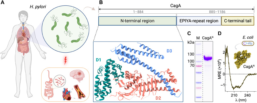  幽門螺桿菌CagA蛋白的生理學(xué)特性、結(jié)構(gòu)組織特征及其重組制備方法