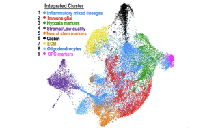 Nature子刊：ecDNA助力膠質(zhì)瘤細胞適應(yīng)微環(huán)境