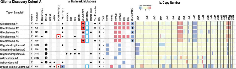  膠質(zhì)瘤發(fā)現(xiàn)隊(duì)列 A 體細(xì)胞突變概覽