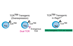 腸道炎癥通過菌群特異性CD4+ T細胞介導神經(jīng)炎癥的機制研究