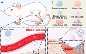 細胞外囊泡：乳腺癌宿主微環(huán)境中的